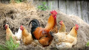 Hobby Farm Insurance in Ontario chickens